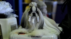 Woof! The Pampered Pooches of the 137th Westminster Kennel Club Dog Show